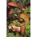 The Mushroom Manual - Paperback