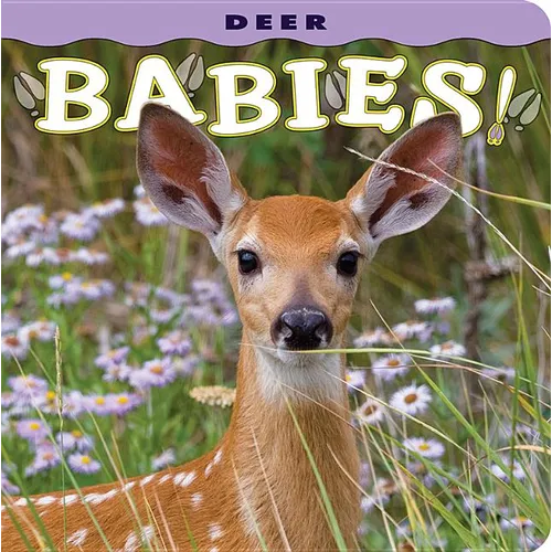 Deer Babies! - Board Book