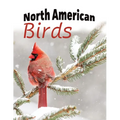 North American Birds - Paperback