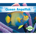 Queen Angelfish - Library Binding