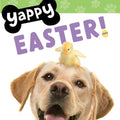 Yappy Easter! - Board Book
