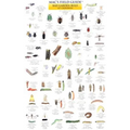 Mac's Field Guides: California Garden Bugs