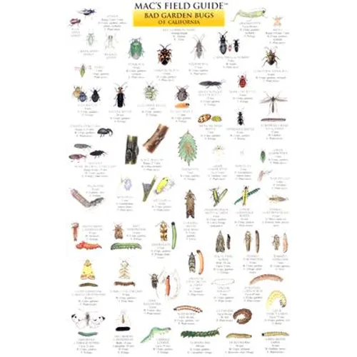 Mac's Field Guides: California Garden Bugs