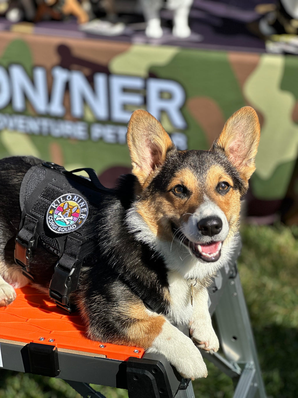 Kiloniner Corgi Squad Morale Patch