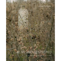 Alive and Destroyed - Hardcover