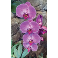Hot Pink Orchid Journal - Hardcover