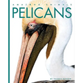Pelicans - Paperback