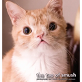 The Tao of Smush - Hardcover