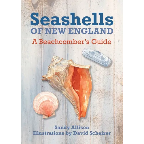 Seashells of New England: A Beachcomber's Guide - Paperback