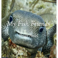 My Fish Friends - Hardcover