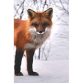 Fox: The Red Fox's Resourcefulness Has Earned It a Legendary Reputation for Intelligence and Cunning. - Paperback