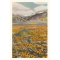 Vintage Journal California Poppies