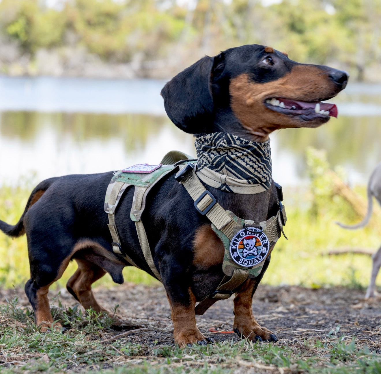 MINI ADVENTURE DOG & CROSSBONES Morale Patch