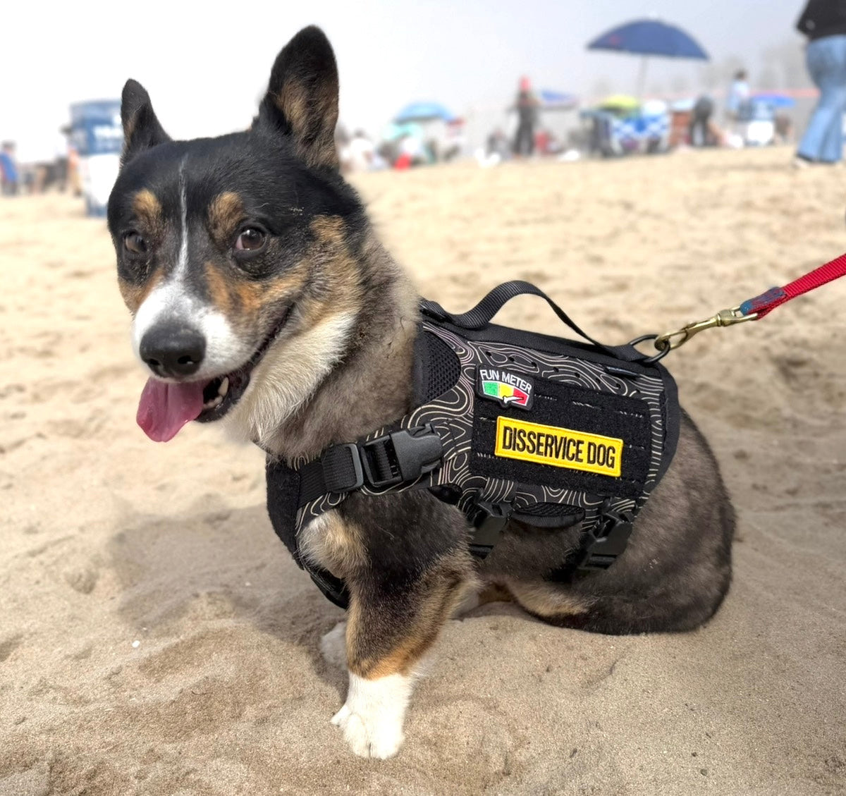Disservice Dog Morale Patch