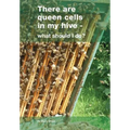 There are queen cells in my hive: - what should I do? - Paperback