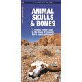 Animal Skulls & Bones: A Folding Pocket Guide to the Bones of Common North American Animals