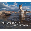 Yellowstone Migrations - Hardcover