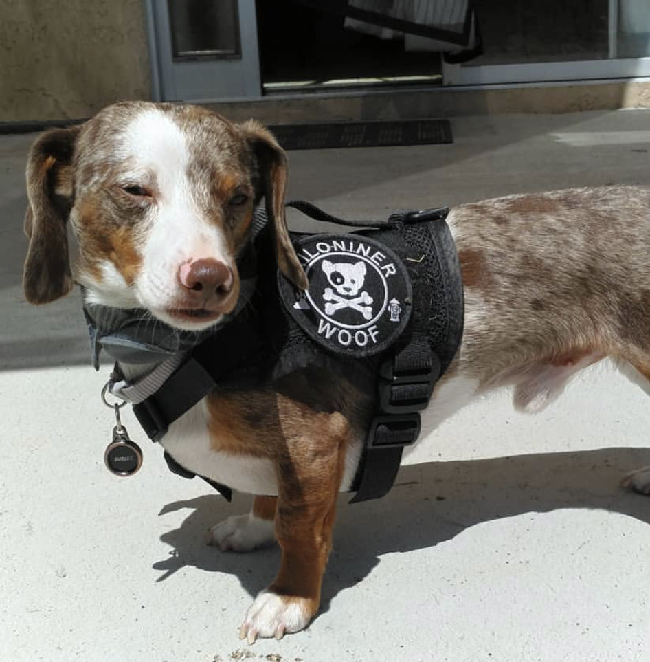 DOG & CROSSBONES Glow In The Dark Morale Patch