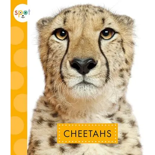 Cheetahs - Paperback