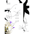David Douard: 0´thee Lil' 0 - Paperback