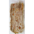A Camouflage of Specimens and Garments - Paperback