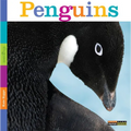 Seedlings: Penguins - Paperback