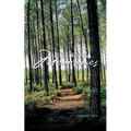 Piney Woods Memories - Paperback