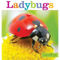 Seedlings: Ladybugs - Paperback