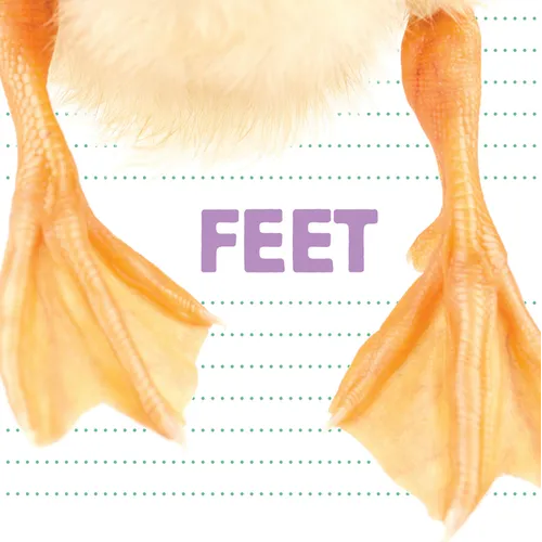 Feet - Paperback