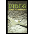 Birds: Modern-Day Dinosaurs - Paperback