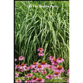Off The Beaten Path: 4 year Blood Glucose Tracker - Paperback