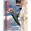 Woodpeckers: Drilling Holes and Bagging Bugs - Hardcover