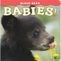 Black Bear Babies! - Board Book