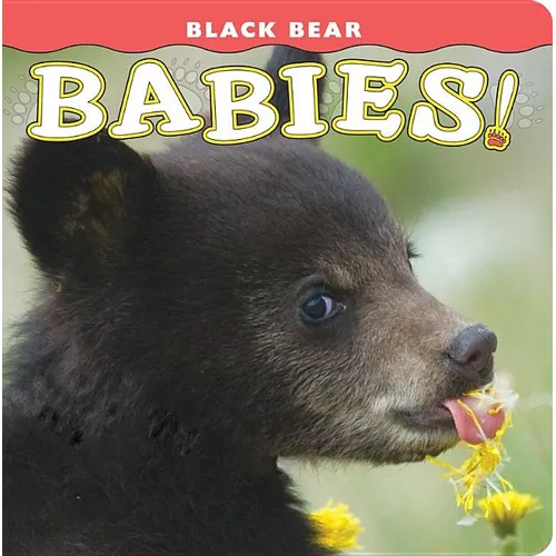 Black Bear Babies! - Board Book