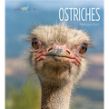 Ostriches - Paperback