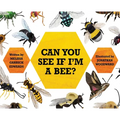Can You See If I'm a Bee? - Hardcover