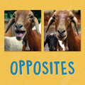 Opposites: English Edition - Paperback
