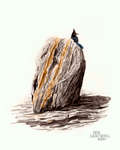 Bird on Rock