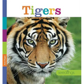 Tigers - Paperback