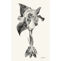 wild irises - Paperback