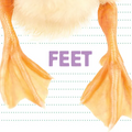 Feet - Board Book