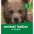 Animal Babies in Forests - Board Book