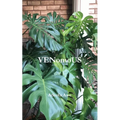 VENomoUS - Paperback