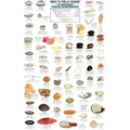 Mac's Field Guides: Northwest Coastal Invertebrates - Paperback