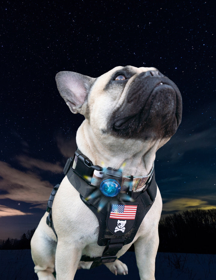 Dog Safety Lights