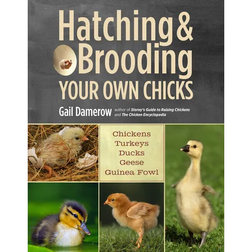Hatching & Brooding Your Own Chicks: Chickens, Turkeys, Ducks, Geese, Guinea Fowl - Paperback