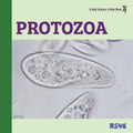 Protozoa - Paperback