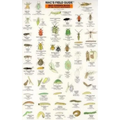Mac's Field Guides: Northwest Garden Bugs - Paperback