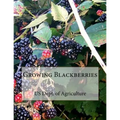 Growing Blackberries - Paperback