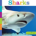 Sharks - Paperback